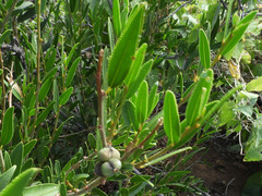 Pleradenophora bilocularis