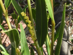 Pleradenophora bilocularis