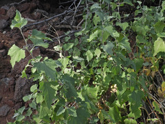 Ambrosia cordifolia