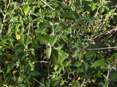 Croton sonorae