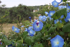 Ipomoea tricolor