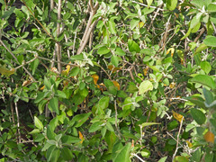Croton sonorae