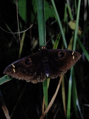 Erebus hieroglyphica