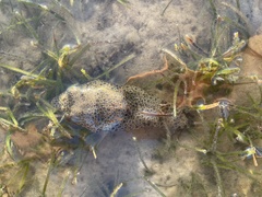 Tetractenos hamiltoni