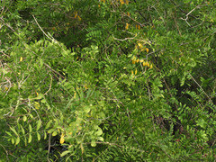 Coursetia glandulosa