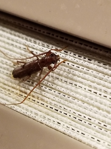 Malobidion brunneum