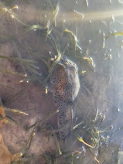 Tetractenos hamiltoni