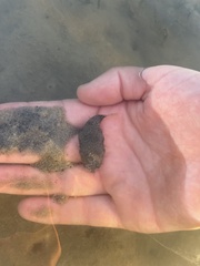 Tetractenos hamiltoni