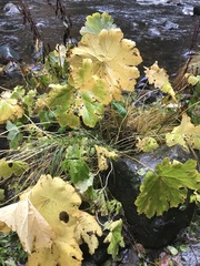 Darmera peltata