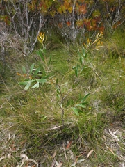 Hakea dactyloides