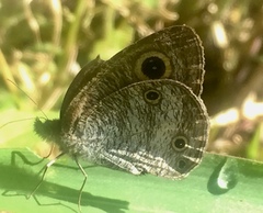 Ypthima pandocus corticaria