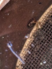 Laccophilus maculosus