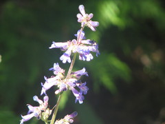 Penstemon subserratus