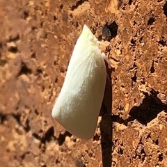 Flatidae