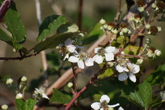 Candicantes