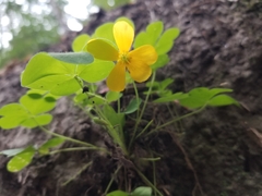 Oxalis suksdorfii