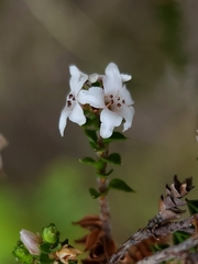 Epacris microphylla