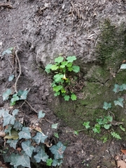 Oxalis suksdorfii