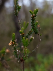 Epacris microphylla