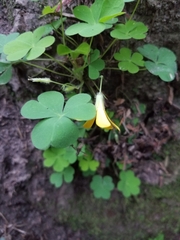 Oxalis suksdorfii