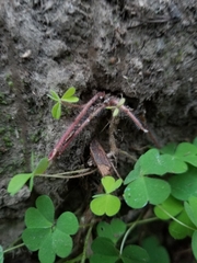 Oxalis suksdorfii