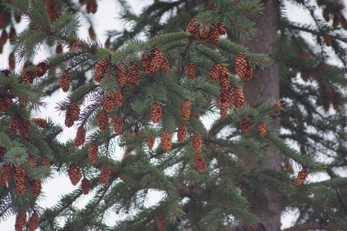 Engelmann spruce (Picea engelmannii)