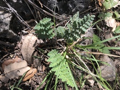 Myriopteris lindheimeri