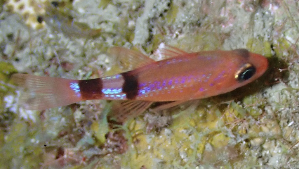 Mimic Cardinalfish