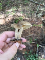 Lactarius subplinthogalus
