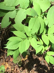 Sambucus racemosa racemosa
