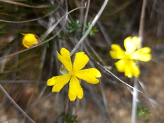 Hibbertia puberula
