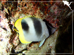 Chaetodon ulietensis