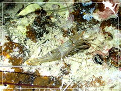 Rhynchocinetes brucei