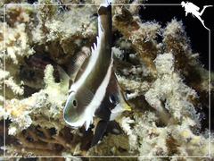 Heniochus chrysostomus
