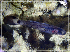 Pseudamia gelatinosa