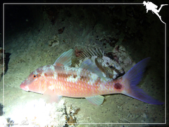 Parupeneus barberinus