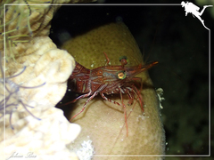 Rhynchocinetes durbanensis