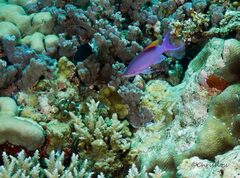 Mirolabrichthys tuka