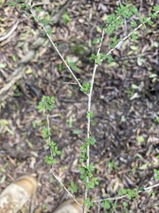 Phyllanthus microcladus