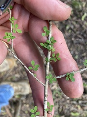Phyllanthus microcladus