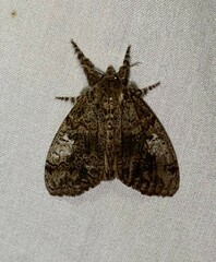 Dasychira obliquata
