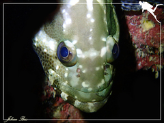 Epinephelus polyphekadion