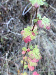 Ribes