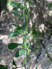 Acalypha eremorum