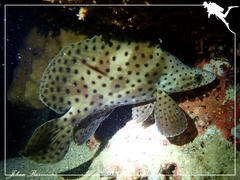 Chromileptes altivelis