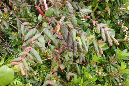 Phyllanthus poueboensis observed 2022-11-14