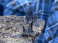 Stemonitis