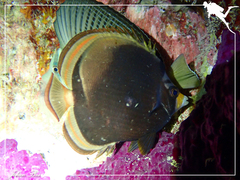Chaetodon flavirostris