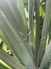Argiope aetherea