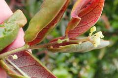 Dendrophyllanthus poueboensis